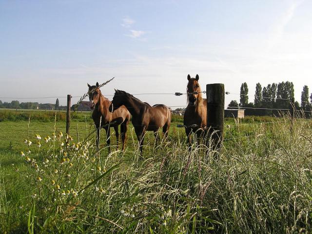 horses