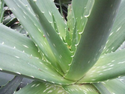 aloe-400x300